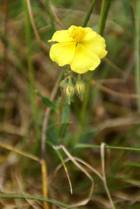 Unser Orchideenpark Bild Nr.082